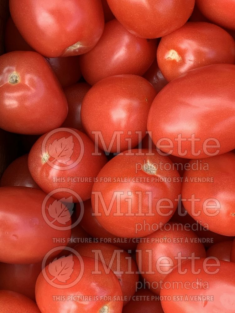 Solanum lycopersicum (Tomato vegetable - tomate) 2