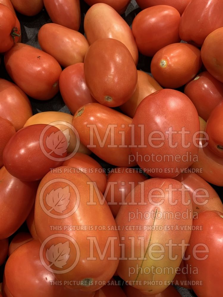 Solanum lycopersicum (Tomato vegetable - tomate) 3