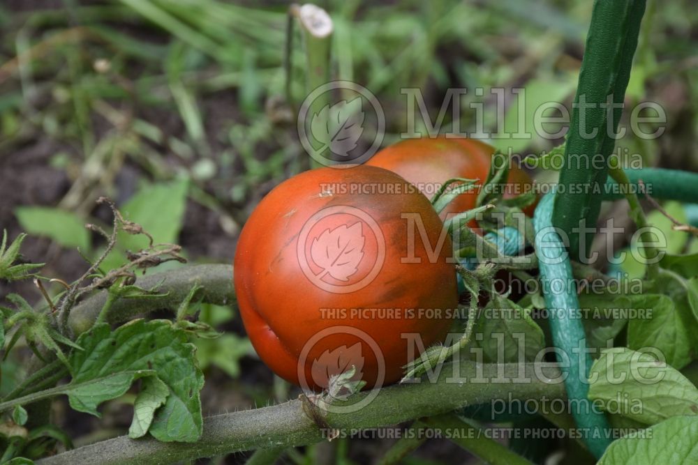 Solanum Japanese Black Trifele (Tomato vegetable - tomate) 2  