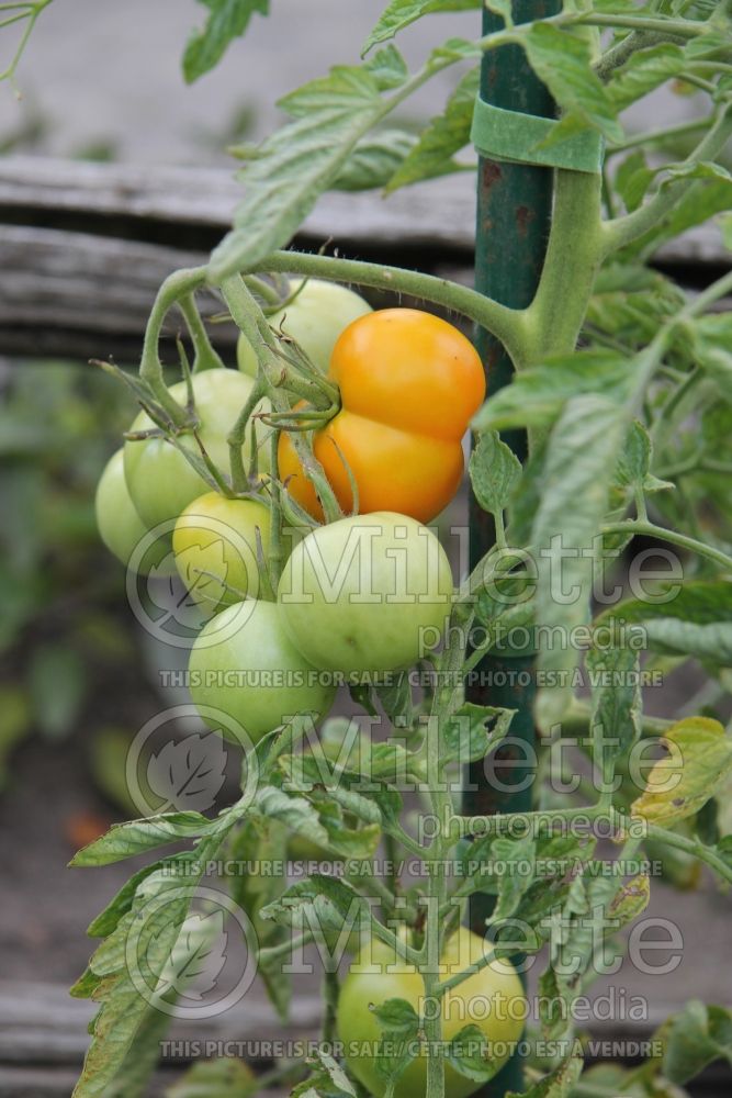 Solanum Jaune Flammée (Tomato vegetable - tomate) 1  