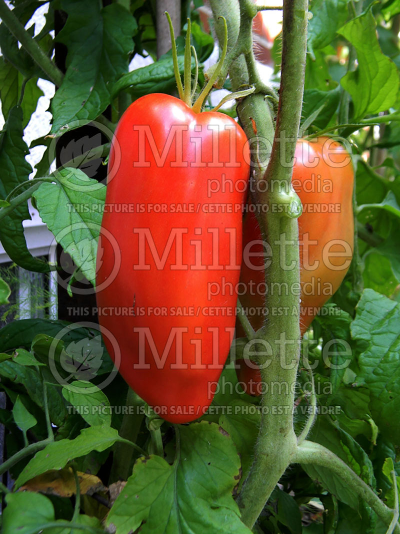 Solanum Jersey Devil (Tomato vegetable - tomate) 1  