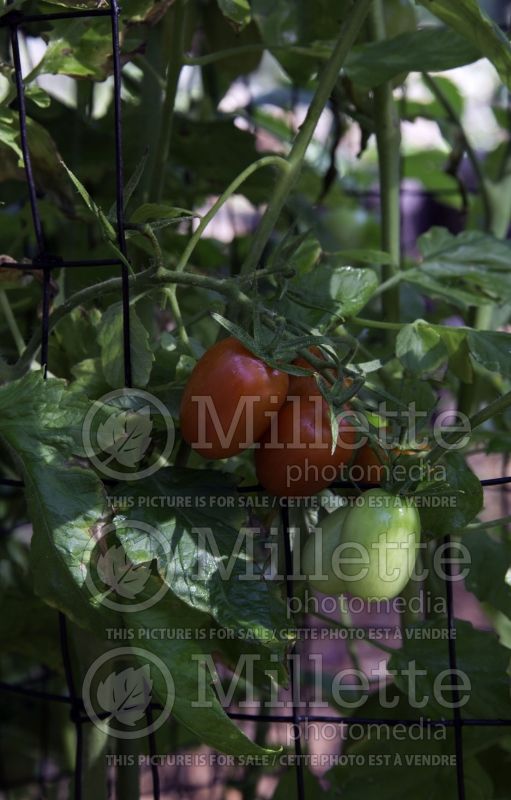 Solanum Juliet (Tomato vegetable - tomate) 1 