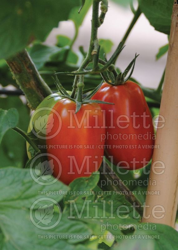 Solanum Juliet (Tomato vegetable - tomate) 2 