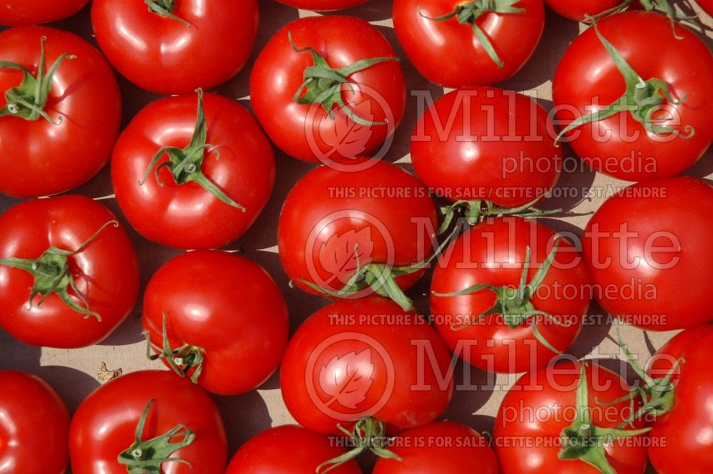 Solanum Lemance (Tomato vegetable - tomate) 1 