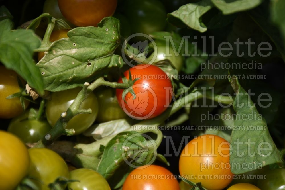 Solanum Little Bing (Tomato vegetable - tomate) 2  