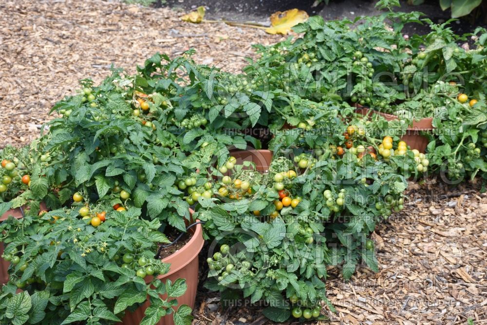 Solanum Little Bing (Tomato vegetable - tomate) 3  