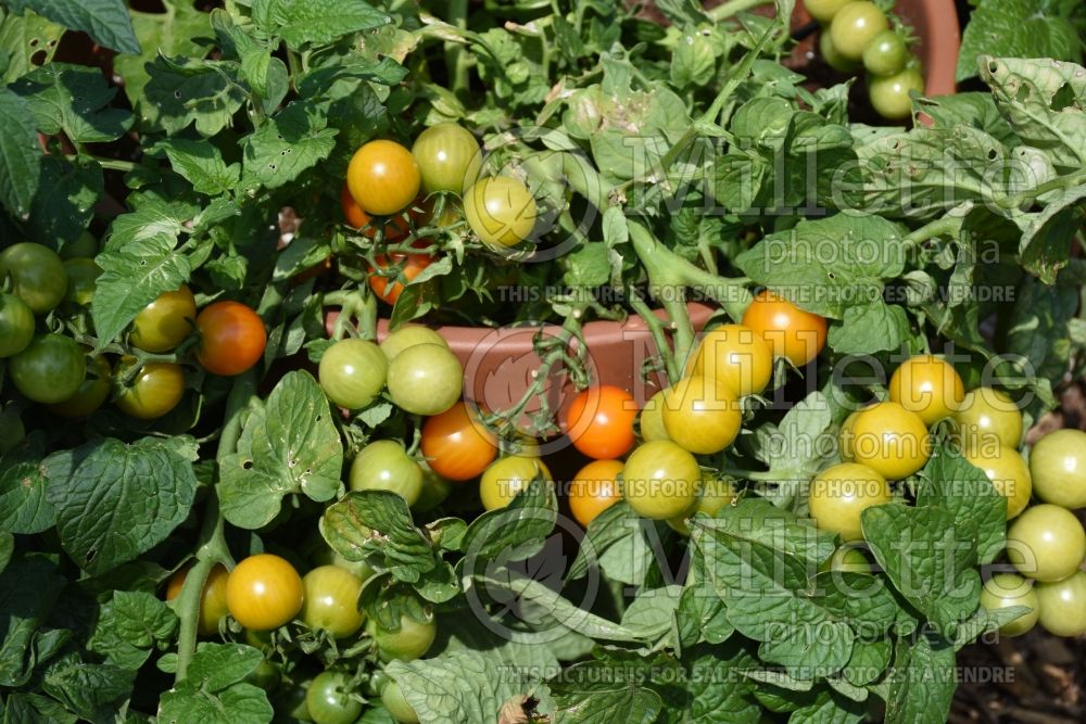 Solanum Little Bing (Tomato vegetable - tomate) 1  