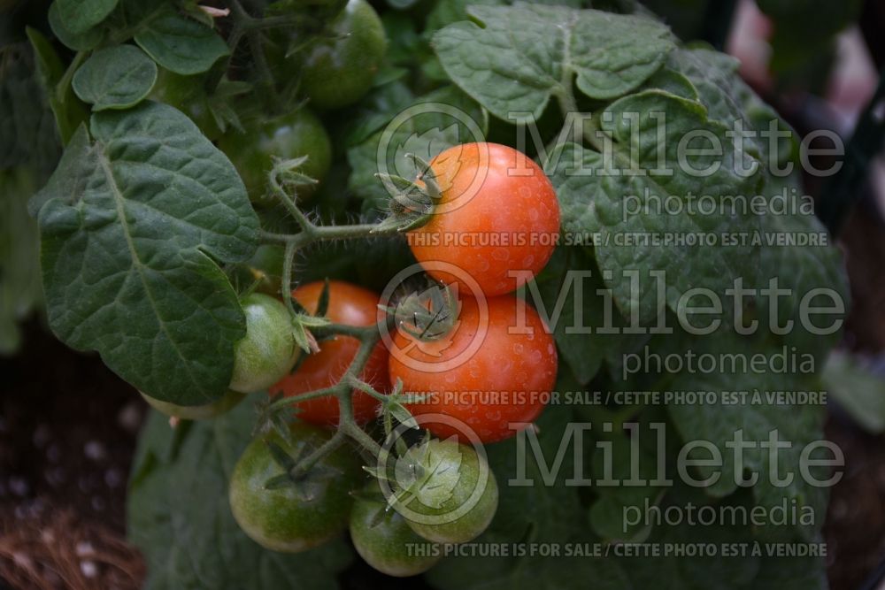 Solanum Little Birdy Red Robin (Tomato vegetable - tomate) 1  