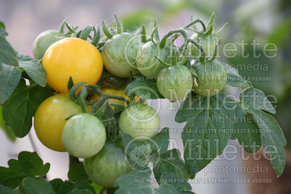 Solanum Little Birdy Yellow Canary  (Tomato vegetable - tomate) 1  