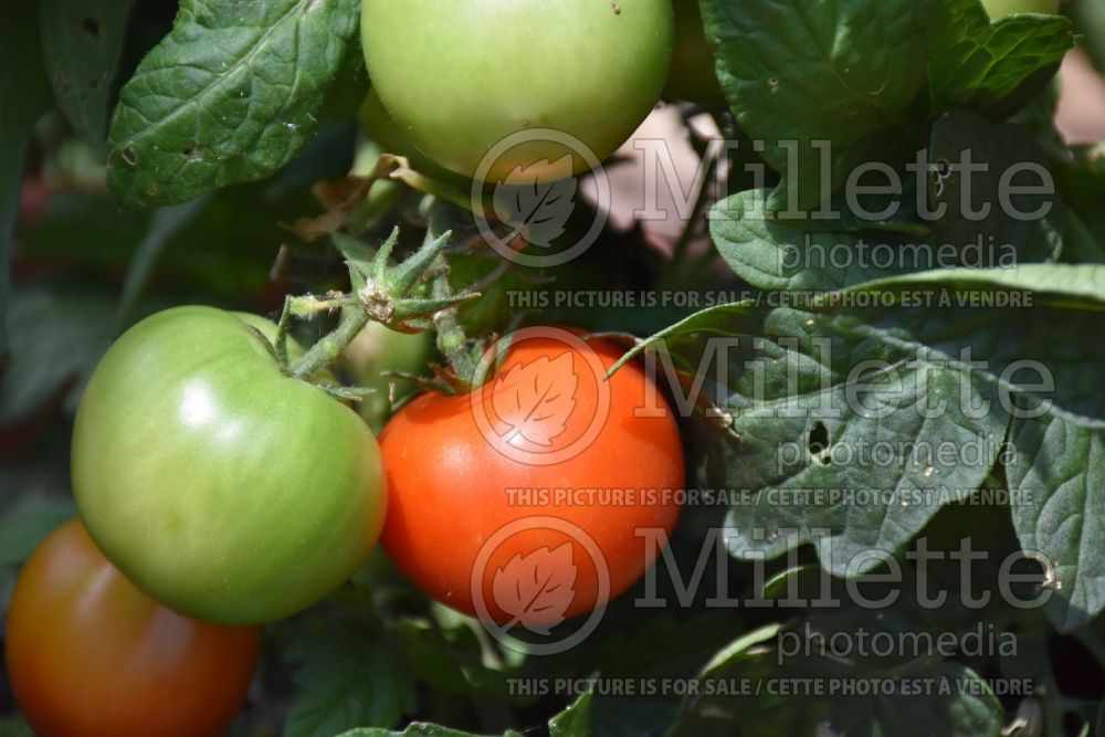 Solanum Little Sicily (Tomato vegetable - tomate) 1  