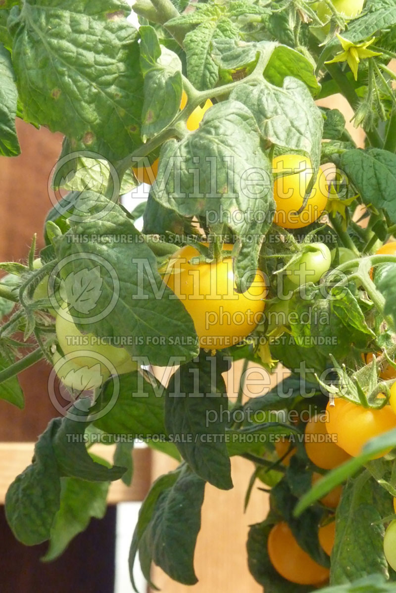 Solanum Little Sun Yellow (Tomato vegetable - tomate) 1  