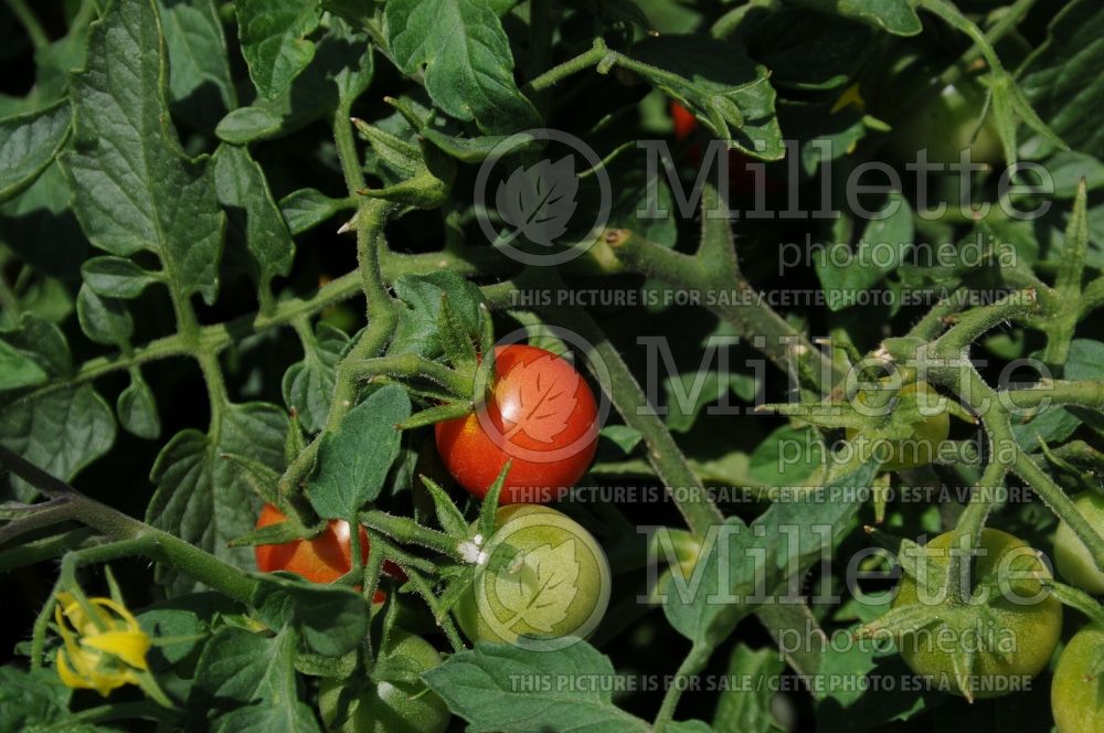 Solanum Lizzano (Tomato vegetable - tomate) 2 