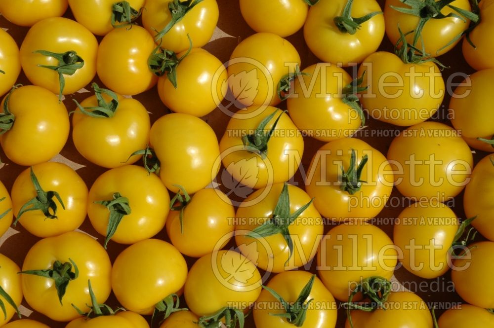 Solanum Lorenzo (Tomato vegetable - tomate) 1 