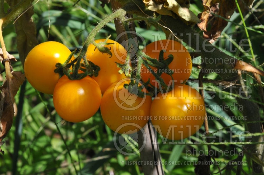 Solanum Mandarin Orange (Tomato vegetable - tomate) 1  