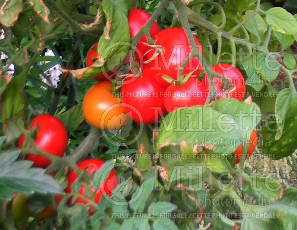 Solanum Manitoba (Tomato vegetable - tomate) 1  