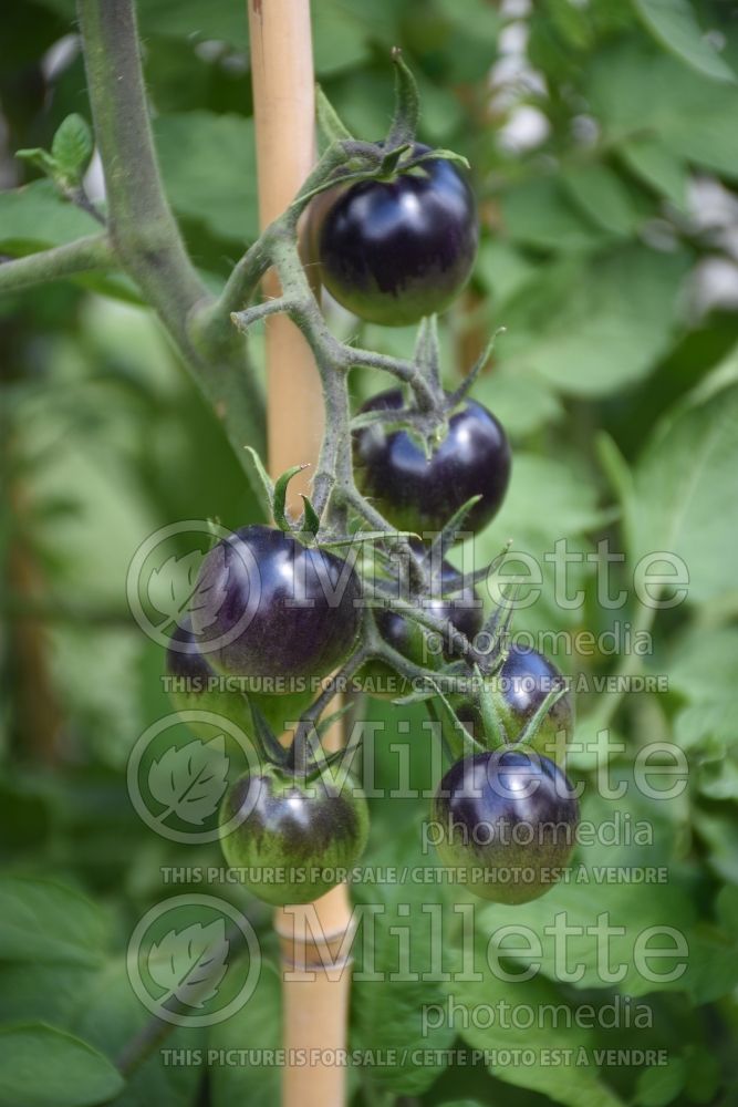 Solanum Midnight Snack (Tomato vegetable - tomate) 3  