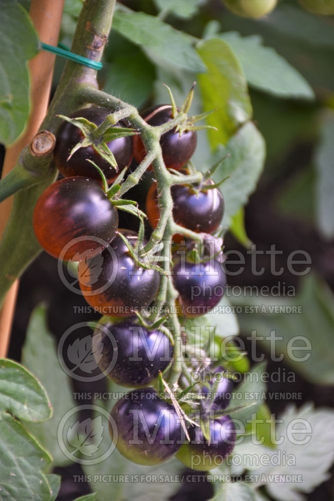 Solanum Midnight Snack (Tomato vegetable - tomate) 2  