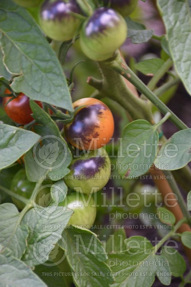 Solanum Midnight Snack (Tomato vegetable - tomate) 1  