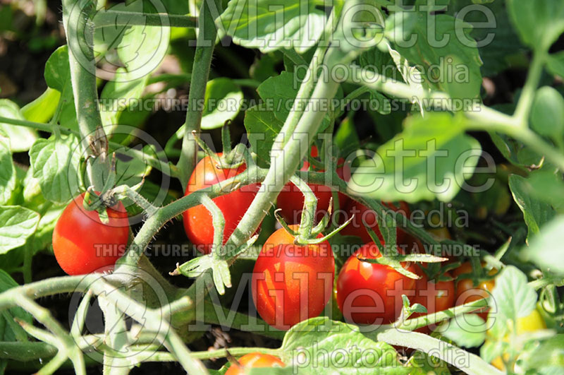 Solanum Mighty Sweet (Tomato vegetable - tomate) 1  