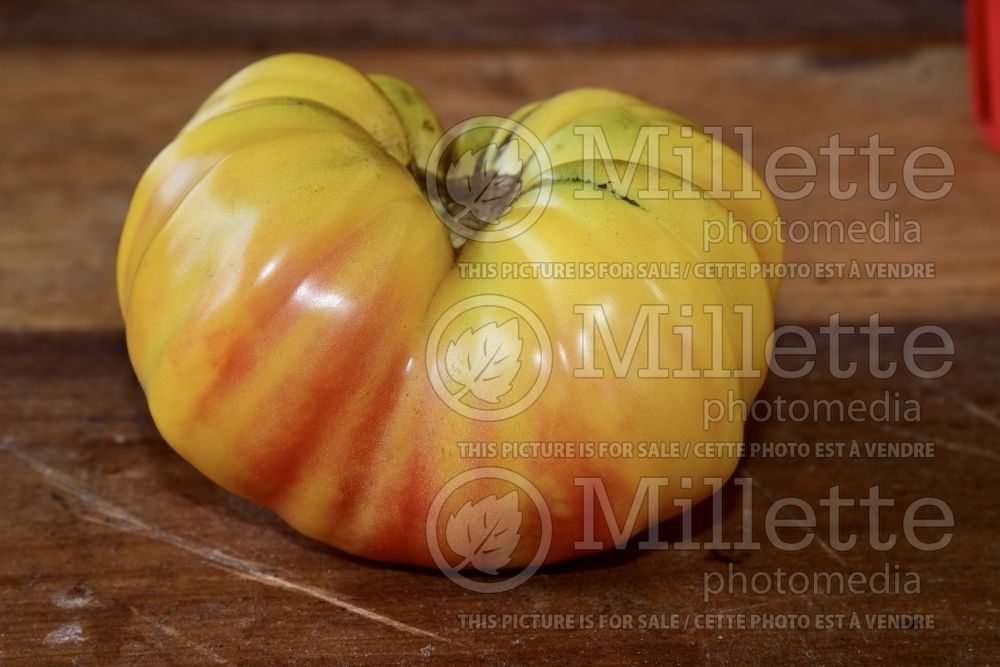 Solanum Mr. Stripey (Tomato vegetable - tomate) 4 