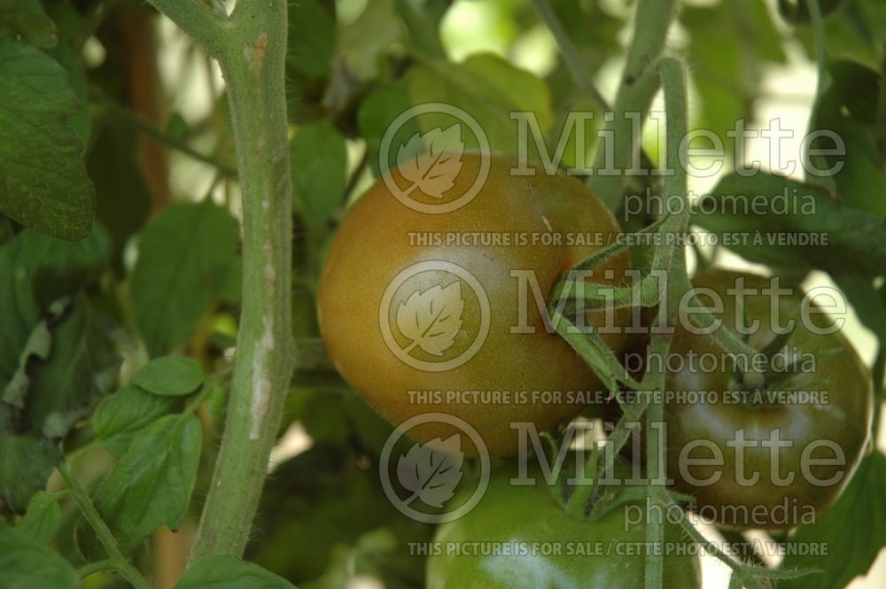 Solanum Noire de Crimee aka Black Krim (Tomato vegetable – tomate) 2