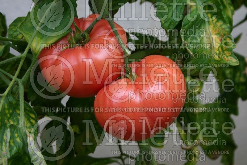 Solanum Omar's Lebanese (Tomato vegetable - tomate) 1