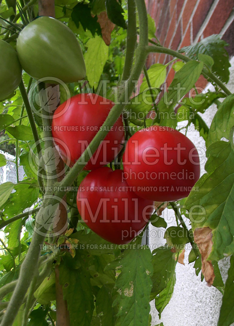 Solanum Oxheart aka coeur de boeuf aka reif red (Tomato vegetable - tomate) 4  