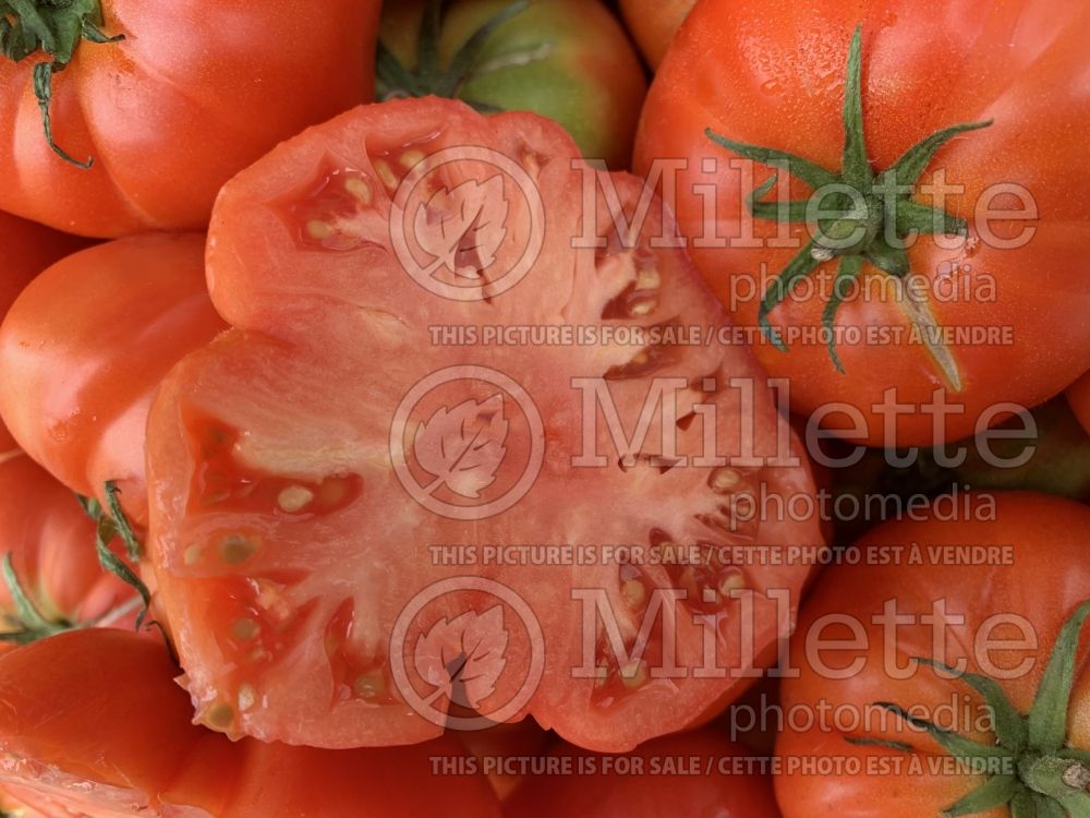 Solanum Oxheart aka coeur de boeuf aka reif red (Tomato vegetable - tomate) 6  