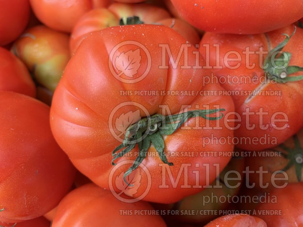 Solanum Oxheart aka coeur de boeuf aka reif red (Tomato vegetable - tomate) 7  