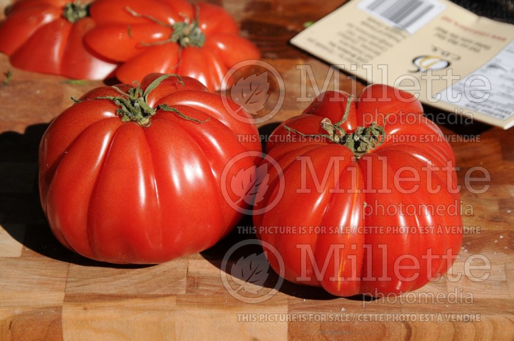 Solanum Oxheart aka Coeur de bœuf aka Reif red (Tomato vegetable - tomate) 8  