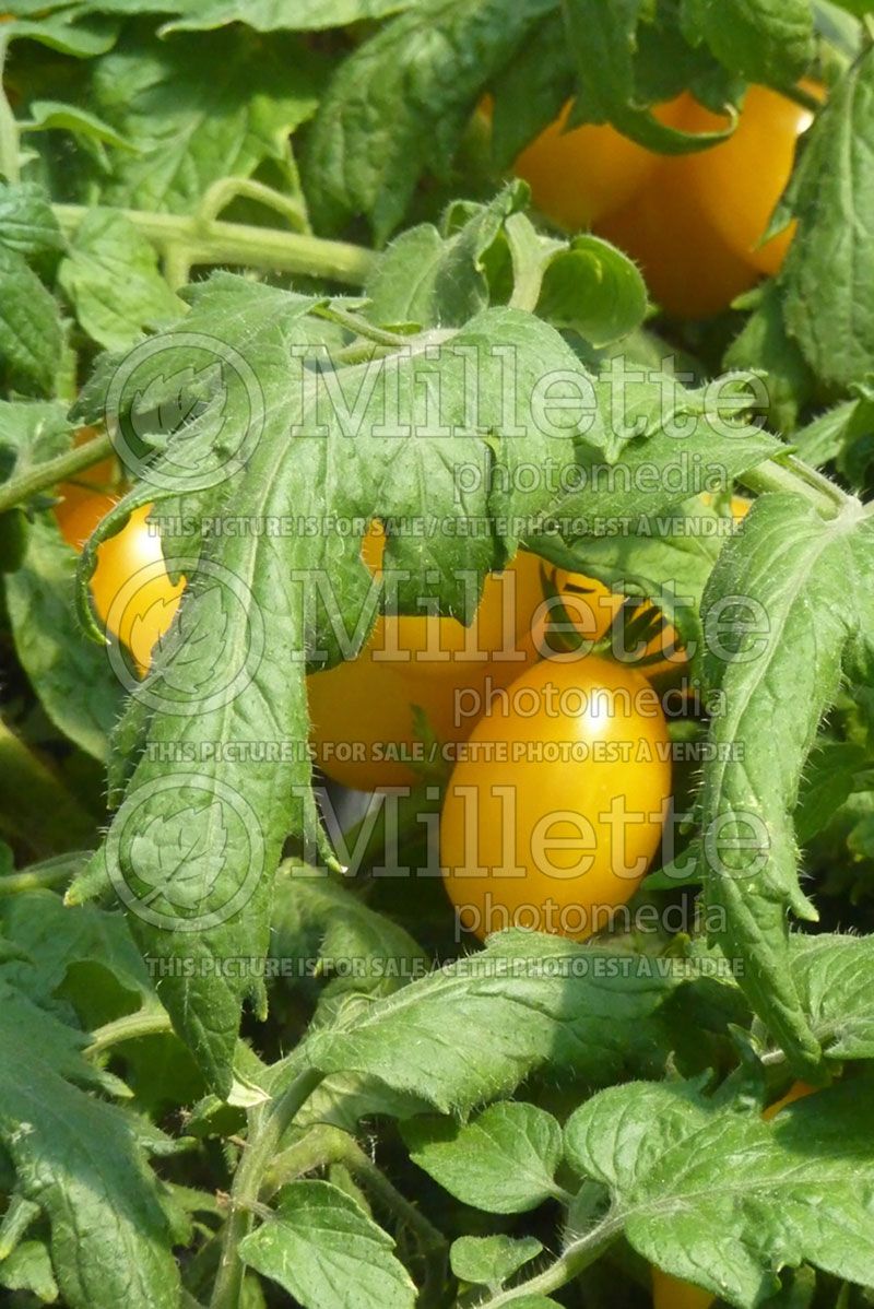 Solanum Peardrops (Tomato vegetable - tomate) 2  