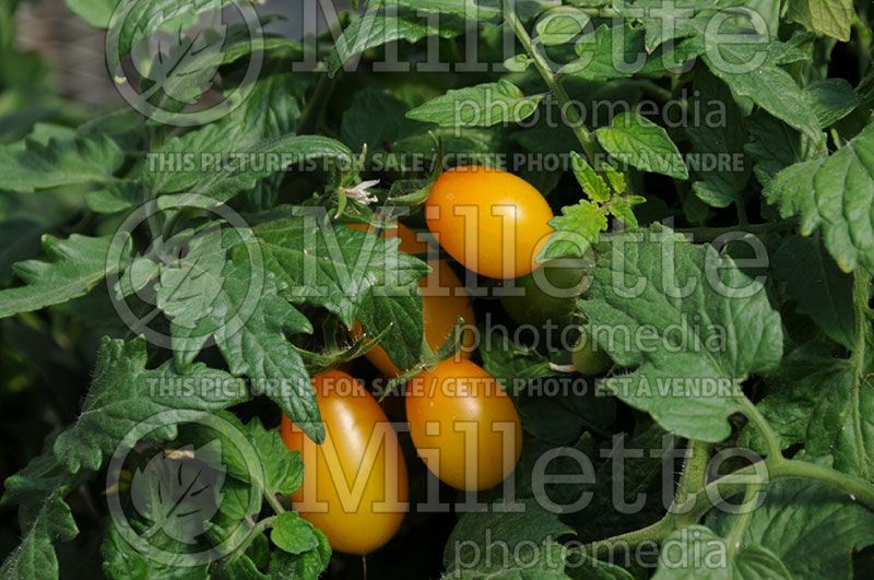 Solanum Peardrops (Tomato vegetable - tomate) 1  