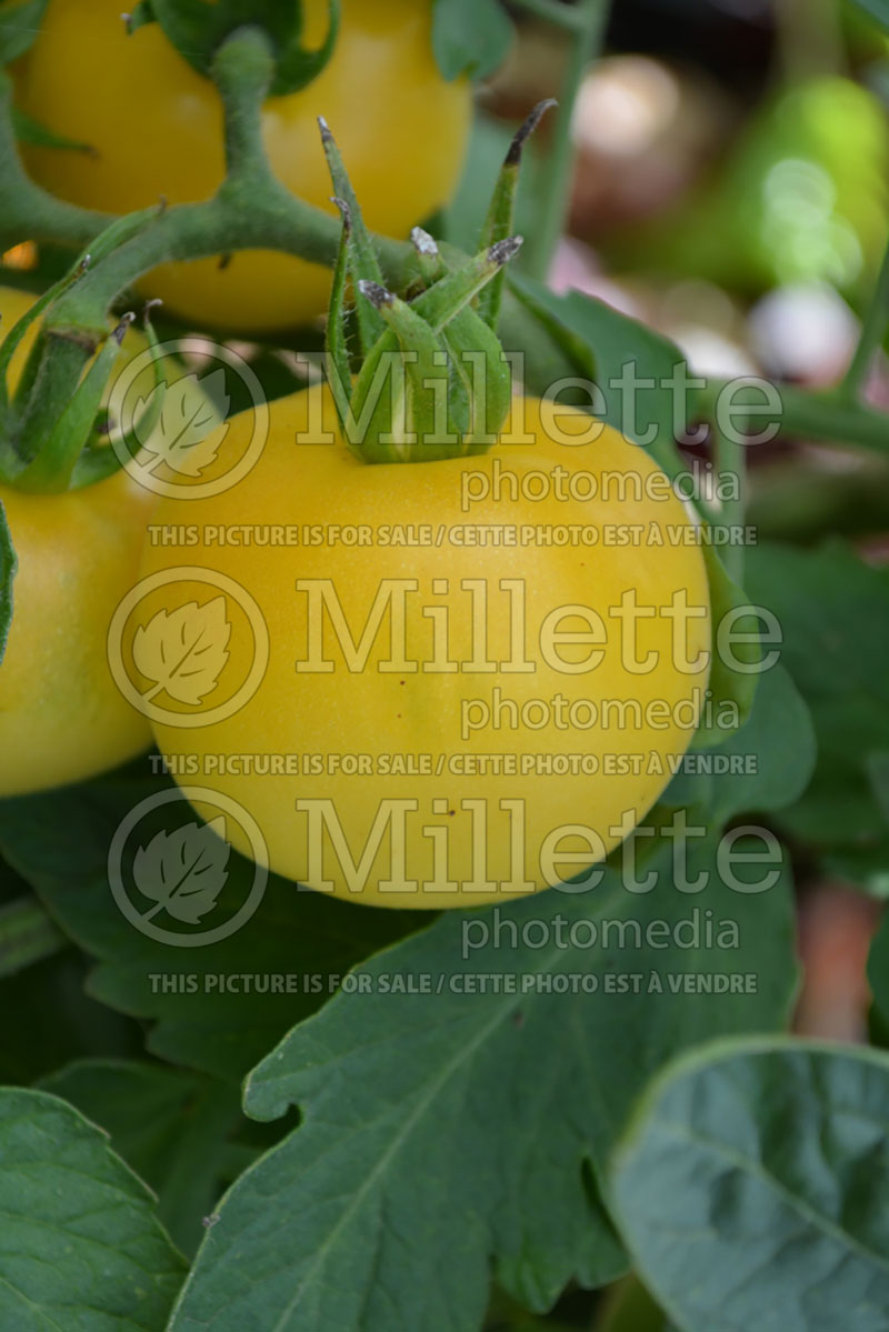 Solanum Garden Peach aka Pêche Jaune (Tomato vegetable - tomate) 1  