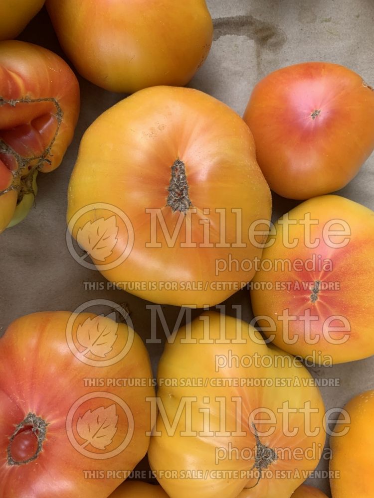 Solanum Pineapple aka Ananas (Tomato vegetable - tomate) 2  