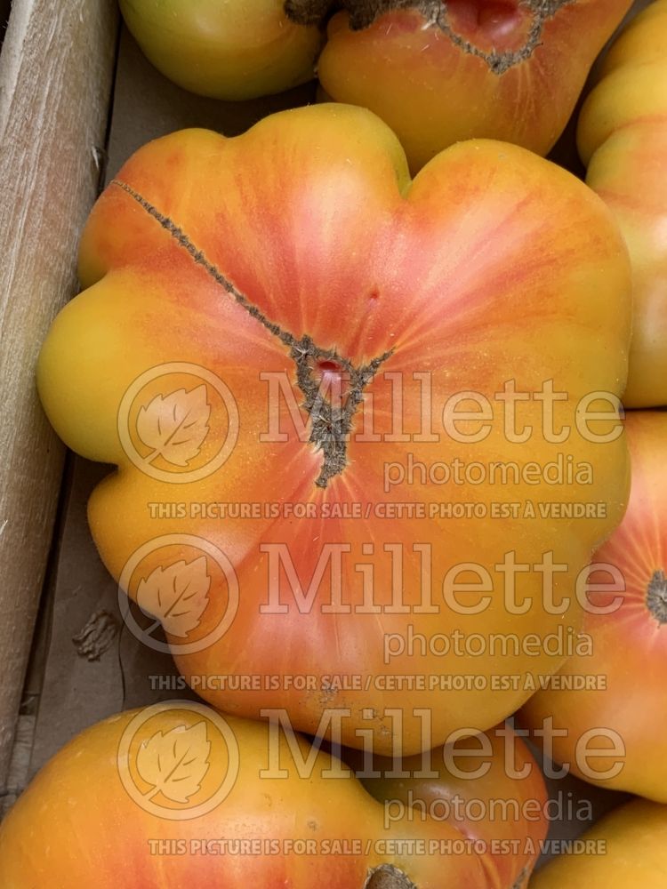 Solanum Pineapple aka Ananas (Tomato vegetable - tomate) 3  