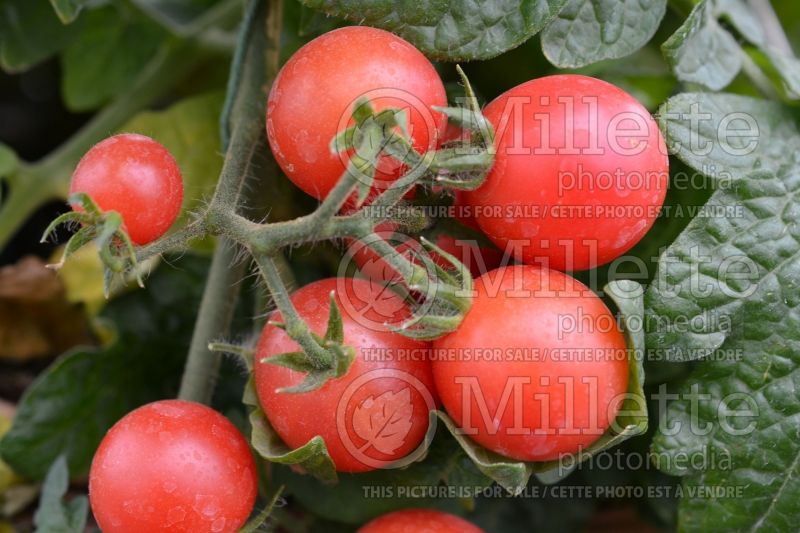 Solanum Pink Robin (Tomato vegetable - tomate) 1  