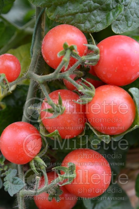 Solanum Pink Robin (Tomato vegetable - tomate) 2  