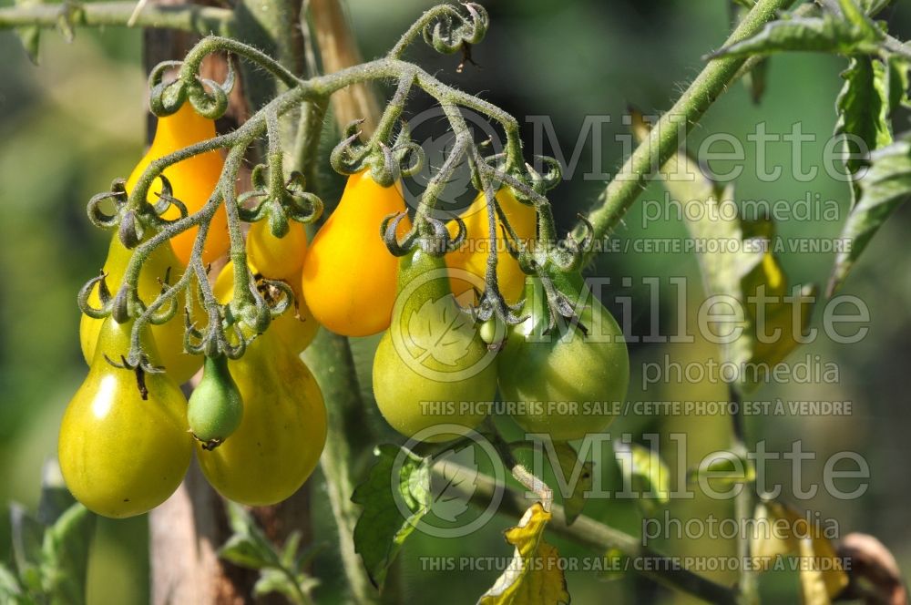 Solanum Poires Jaunes (Tomato vegetable - tomate) 1  