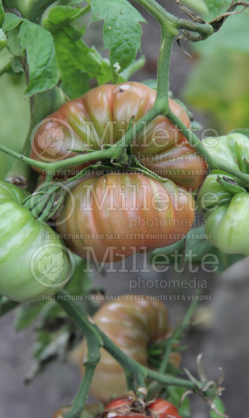 Solanum Purple Calabash (Tomato vegetable - tomate) 1  