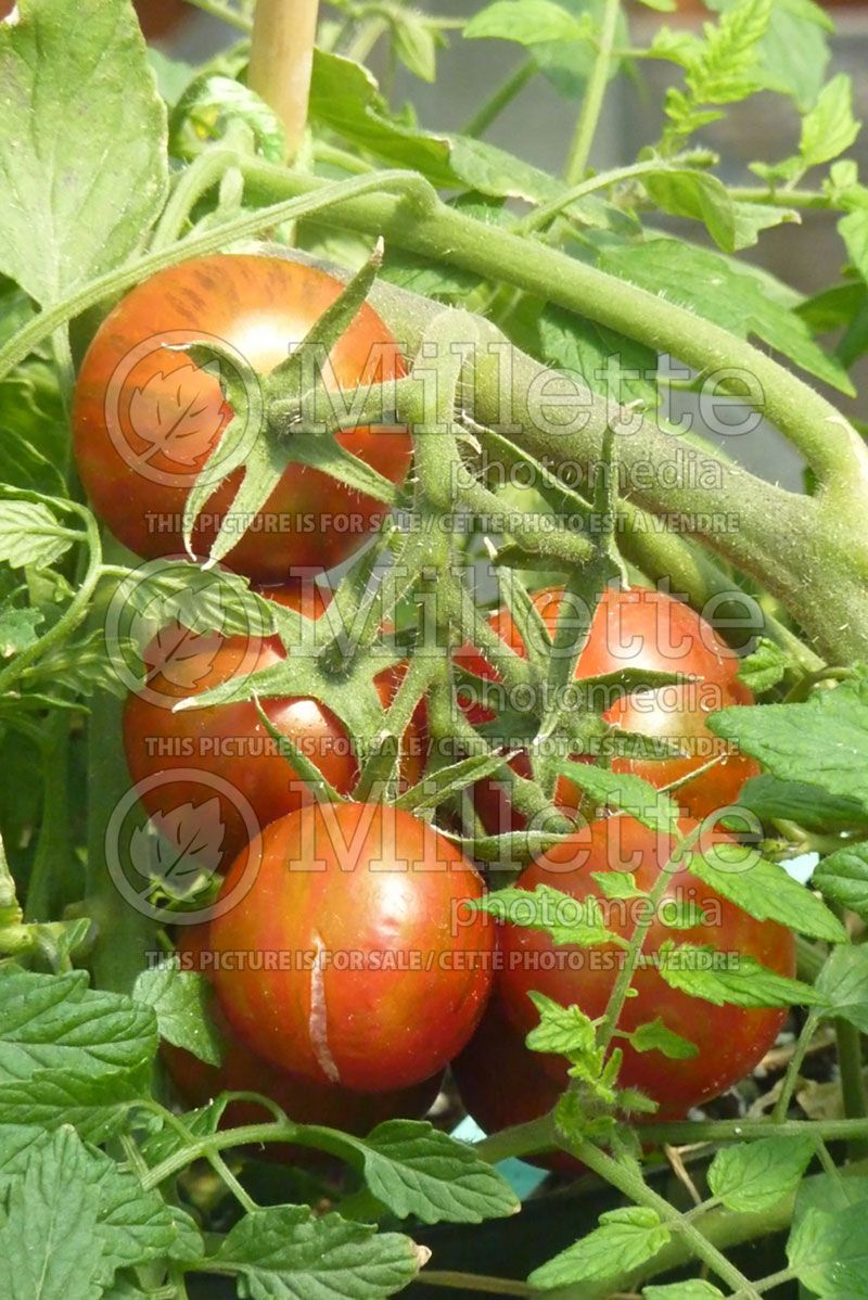 Solanum Rambling Red Stripe (Tomato vegetable - tomate) 5 