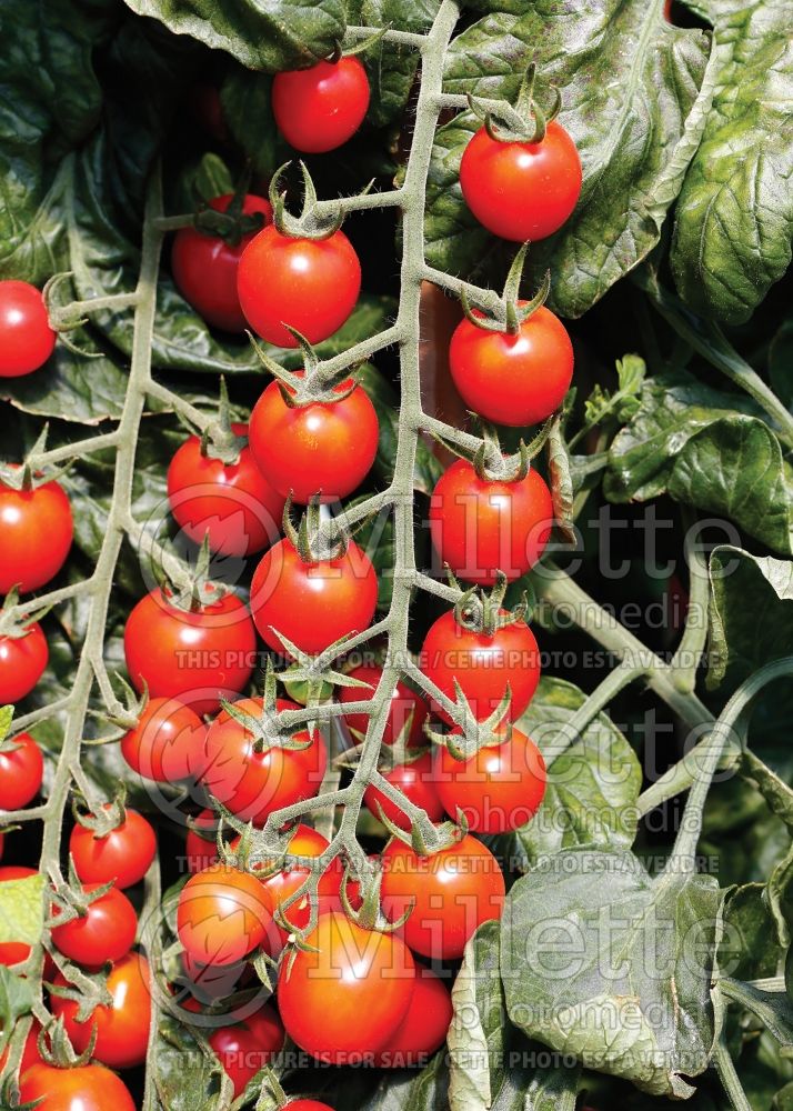 Solanum Rapunzel (Tomato vegetable - tomate) 1  