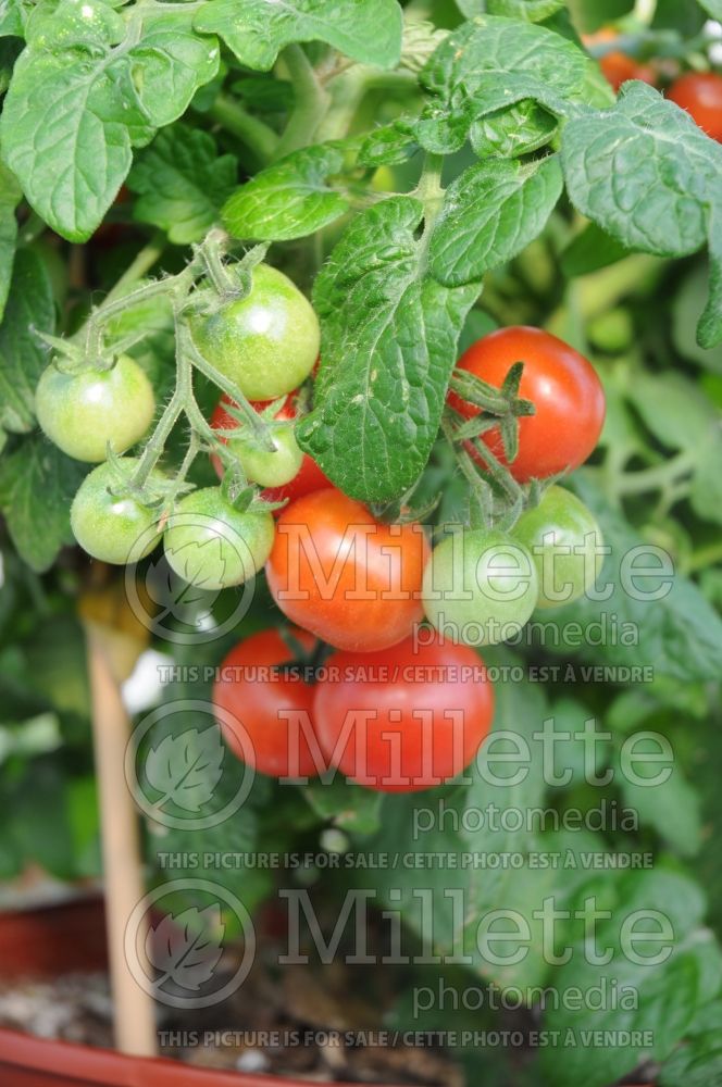 Solanum Red Robin (Tomato vegetable - tomate) 3 