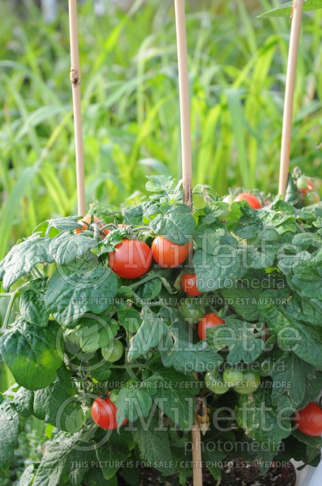 Solanum Red Robin (Tomato vegetable - tomate) 4 