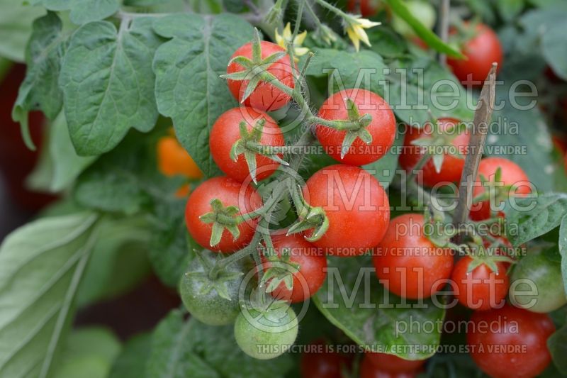 Solanum Red Robin (Tomato vegetable - tomate) 1  