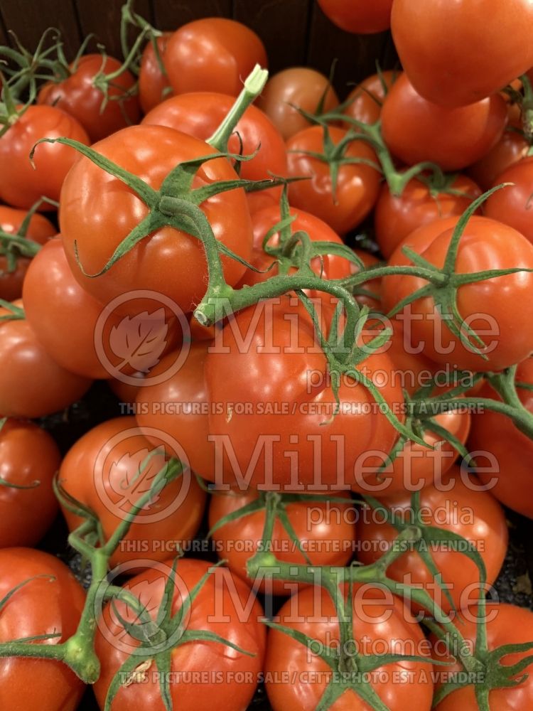 Solanum lycopersicum (Tomato vegetable - tomate) 5