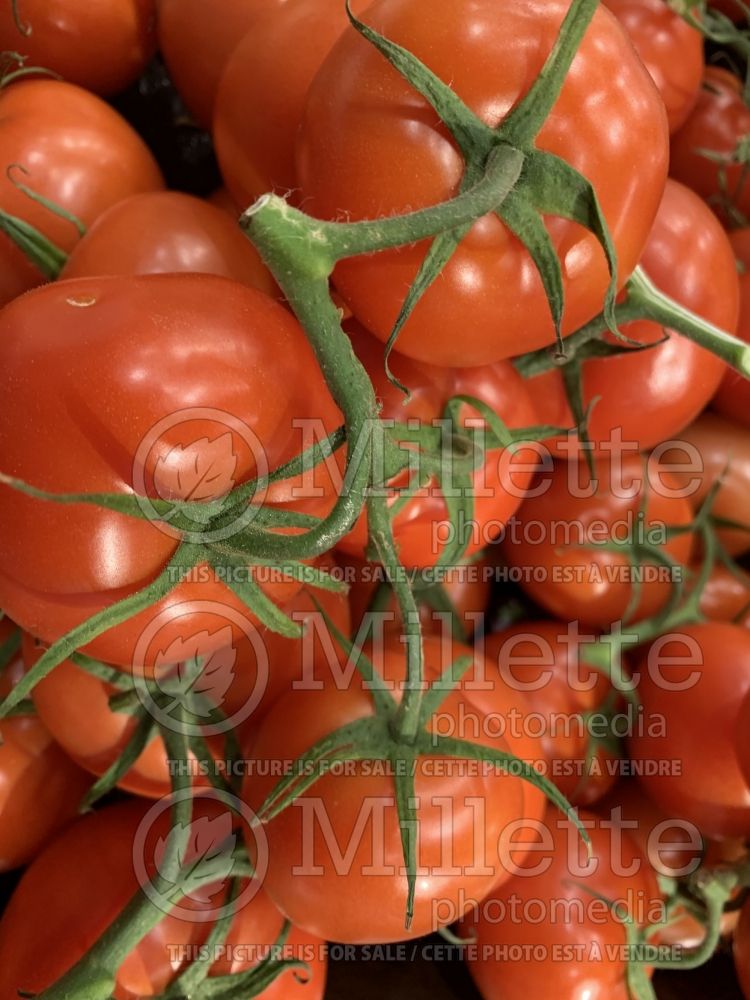 Solanum lycopersicum (Tomato vegetable - tomate) 4