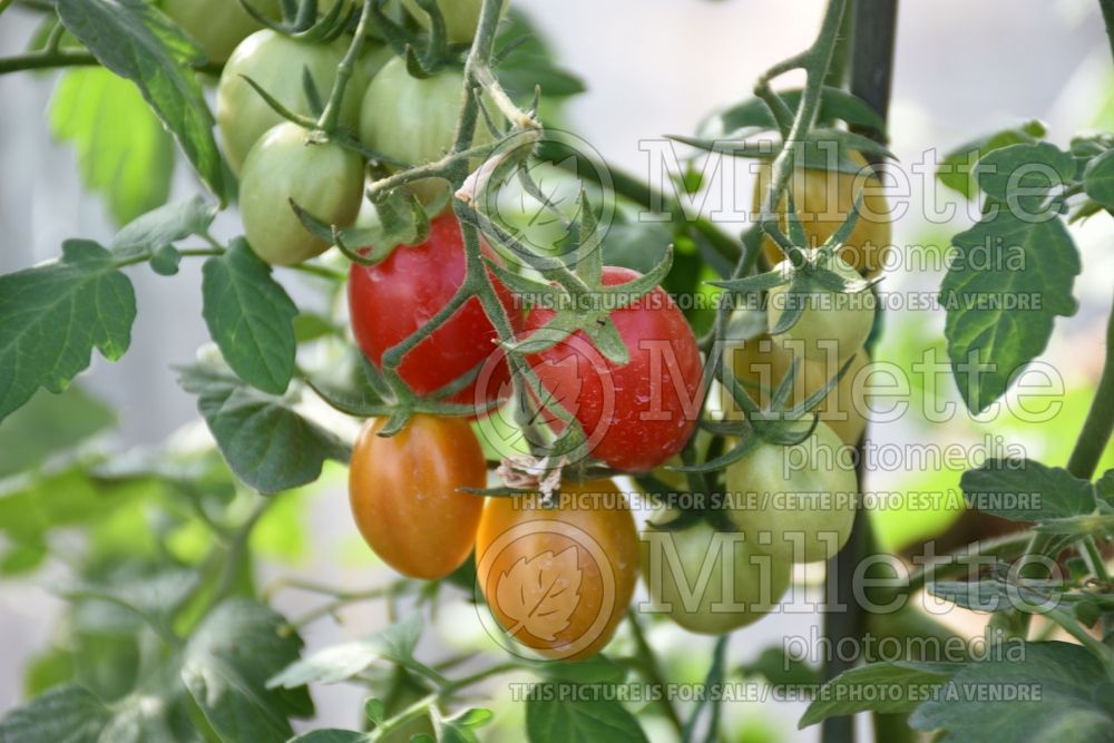 Solanum Ruby Crush (Tomato vegetable - tomate) 1  