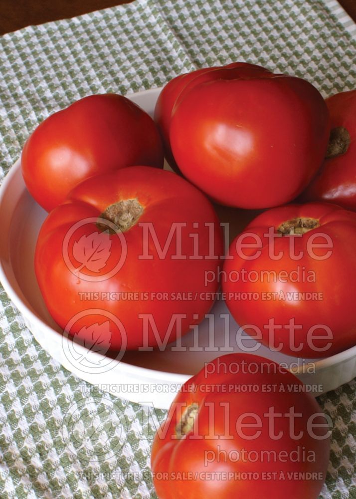 Solanum Rutgers (Tomato vegetable - tomate) 1  