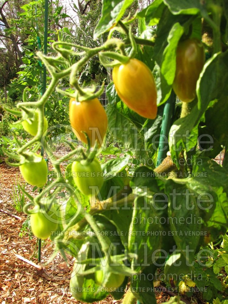 Solanum San Marzano (Tomato vegetable - tomate) 3 