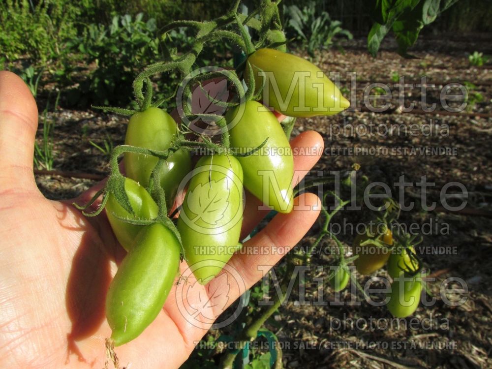 Solanum San Marzano (Tomato vegetable - tomate) 2 